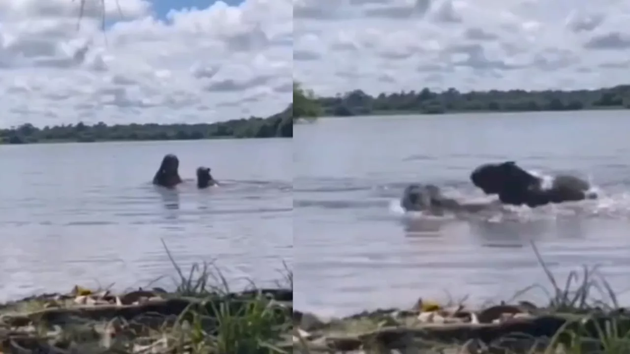 Capibara ataca a joven en un lago