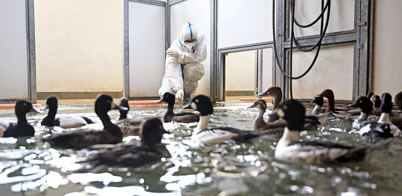 Las migraciones de aves silvestres por el frío incrementan los casos de gripe aviar en Europa