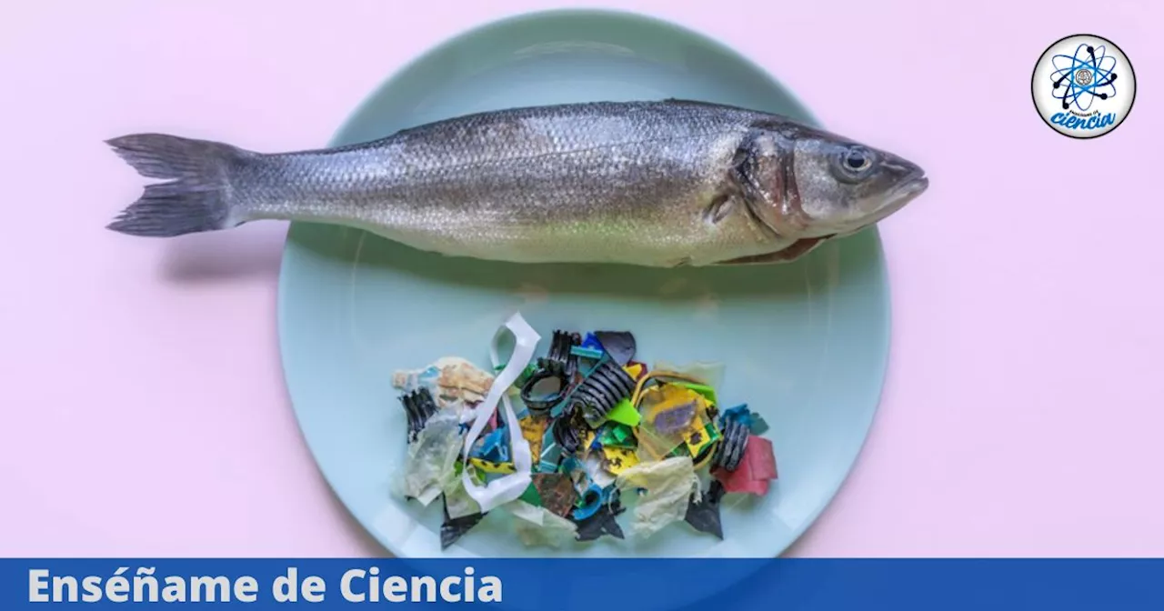 Reciente estudio revela que los microplásticos llegan a nuestro organismo a través de pescados y mariscos