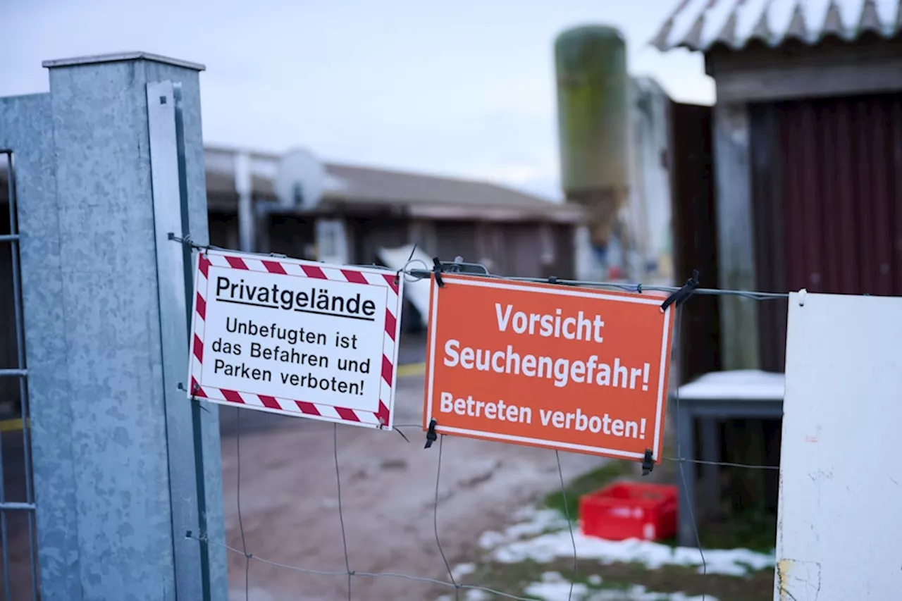 Maul- und Klauenseuche in Brandenburg: Ausbreitung befürchtet