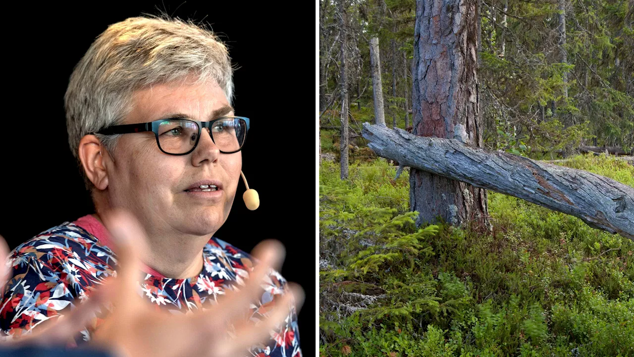 MP:s ilska om skogen: ”De kringgår lagen”