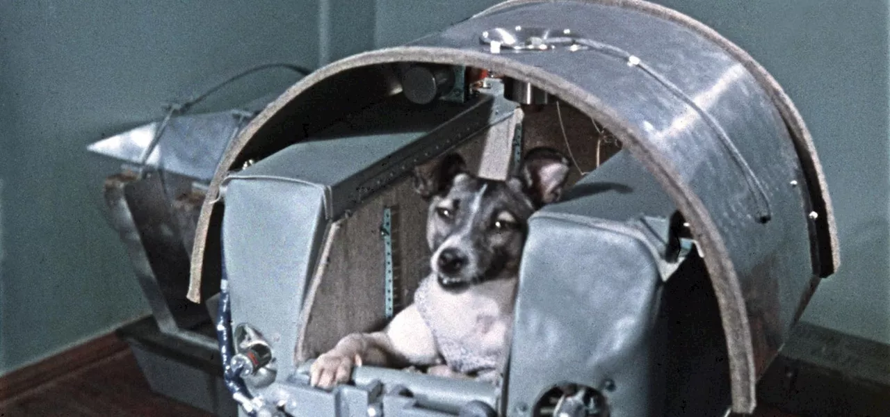 Laika: The Cost of Progress in Space Exploration