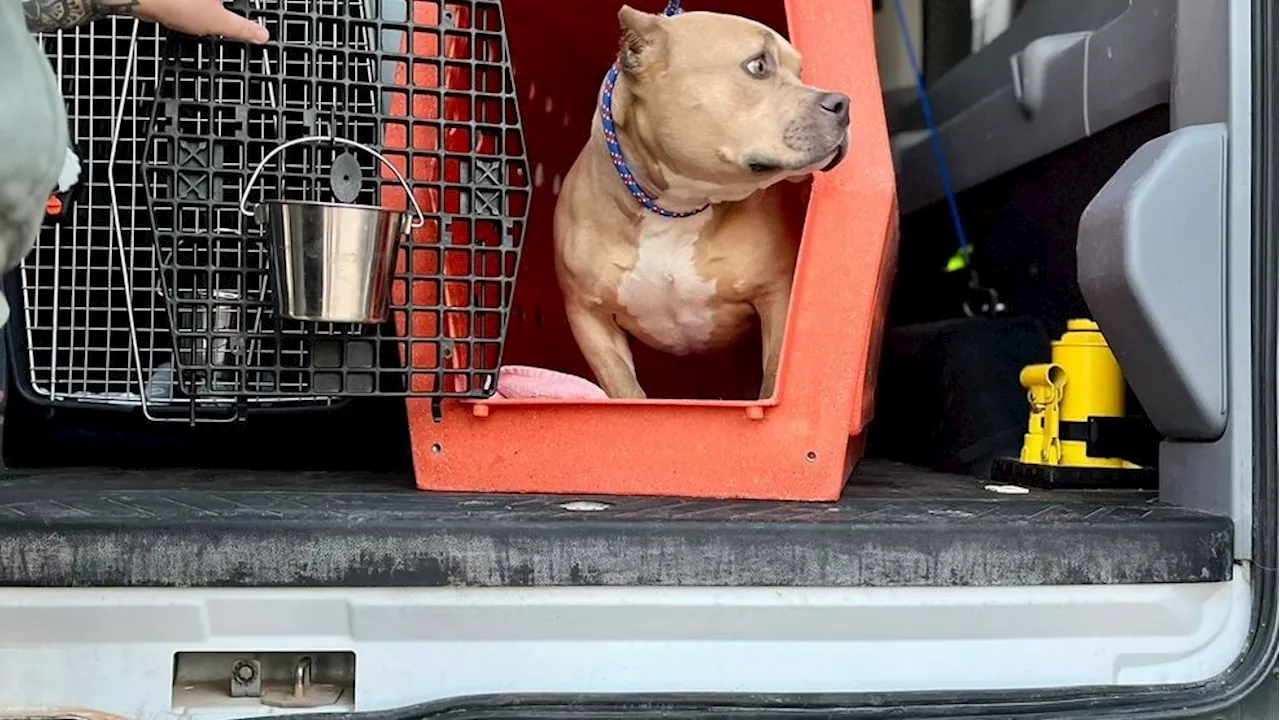 Dozens of pets rescued from Los Angeles wildfires arrive at Best Friends Sanctuary in Utah