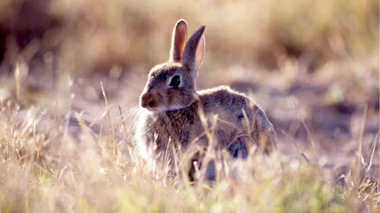 Australia's Rabbit Plague Returns, Sparking Fears and a National Campaign