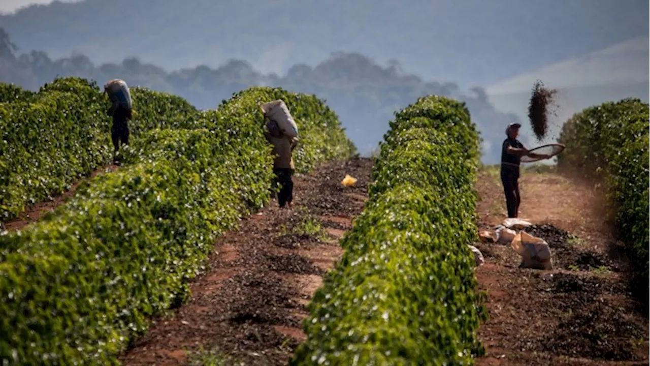 The rising cost of a caffeine fix