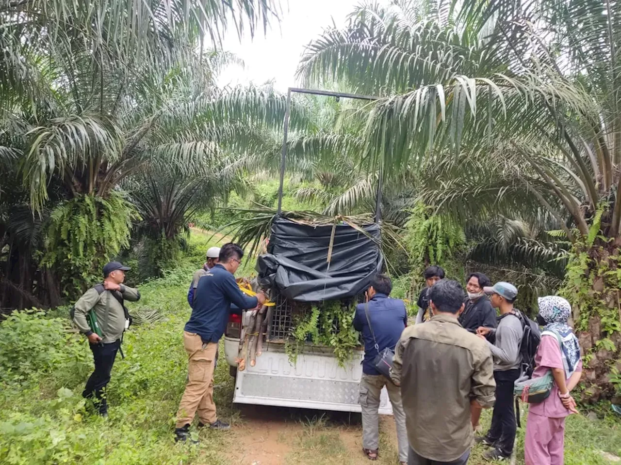 Serangan Harimau di Mukomuko Ada Kaitannya dengan Alih Fungsi Hutan