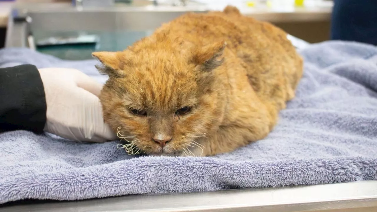 Incendios en Los Ángeles: Animales Rescatados y Refugios Superados