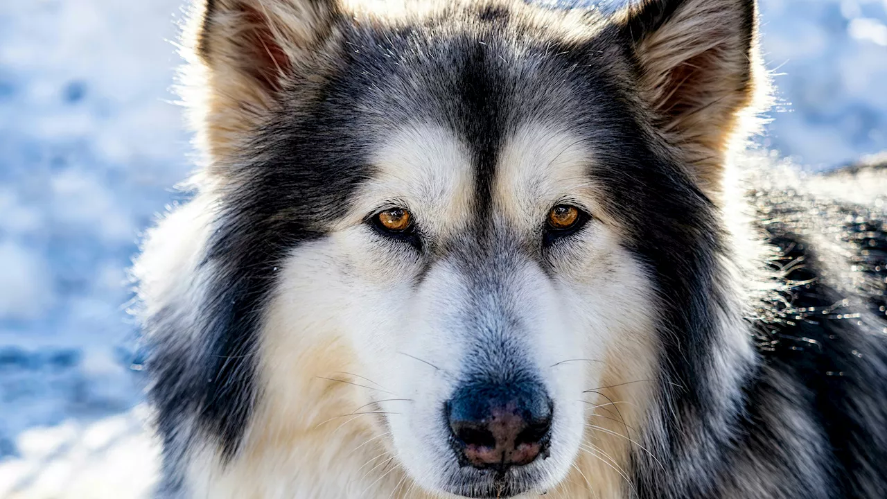 Nicht auf 'Kampfhund'-Liste! Familienhund tötet Bub (7)