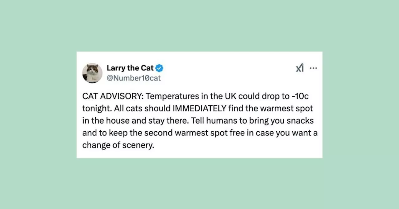 22 Of The Funniest Tweets About Cats And Dogs This Week (Jan. 3-10)