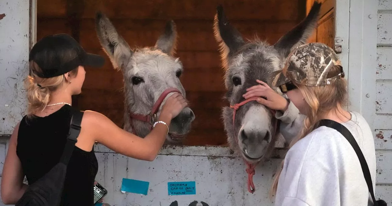 Wildfires Force Evacuations, Overwhelm Animal Shelters in Los Angeles