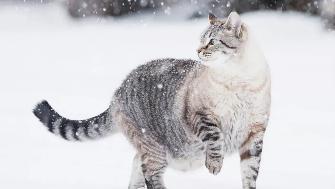 Il Gatto dell'Antartide: Un Sogno Scientifico Tra Ghiacci e Felini