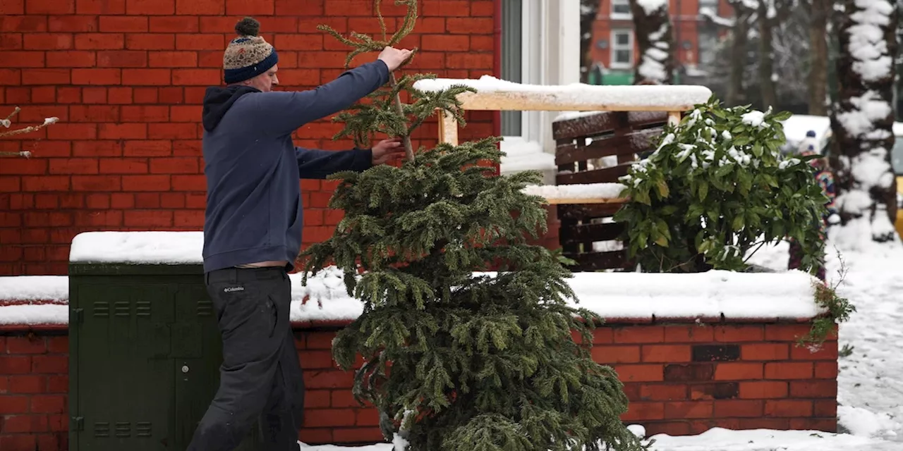 Gand consiglia di mangiare gli alberi di Natale, l'autorità belga sconsiglia