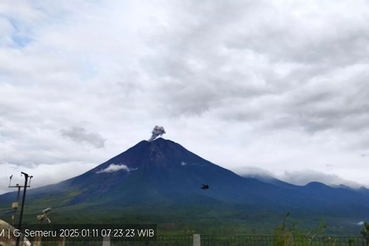 Gunung Semeru Erupsi Lagi, Tinggi Letusan Capai 600 Meter