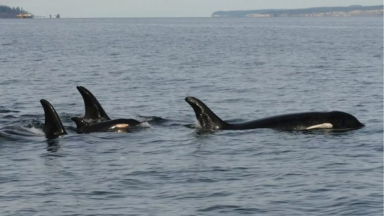 Scientists Race to Learn More About Southern Resident Whale Calves