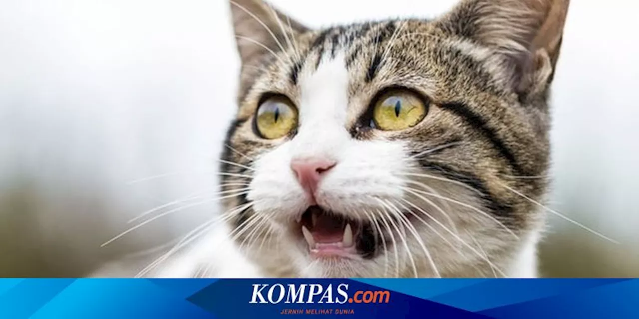 Penyebab Mata Kucing Belekan yang Tidak Boleh Disepelekan