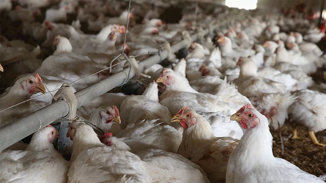 San Francisco Reports Presumptive Case of Bird Flu in Child