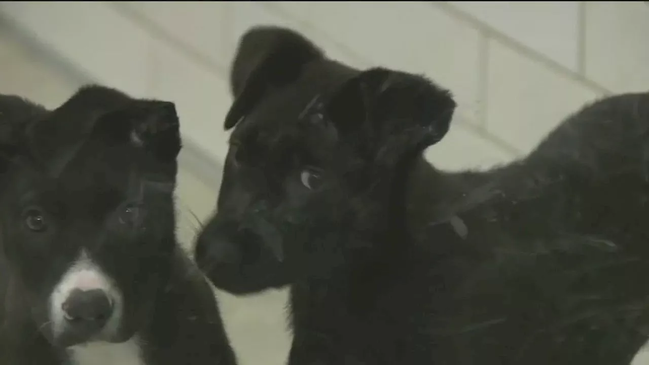 San Francisco SPCA Offers Free Puppy Adoptions to Help Southern California Animal Crisis