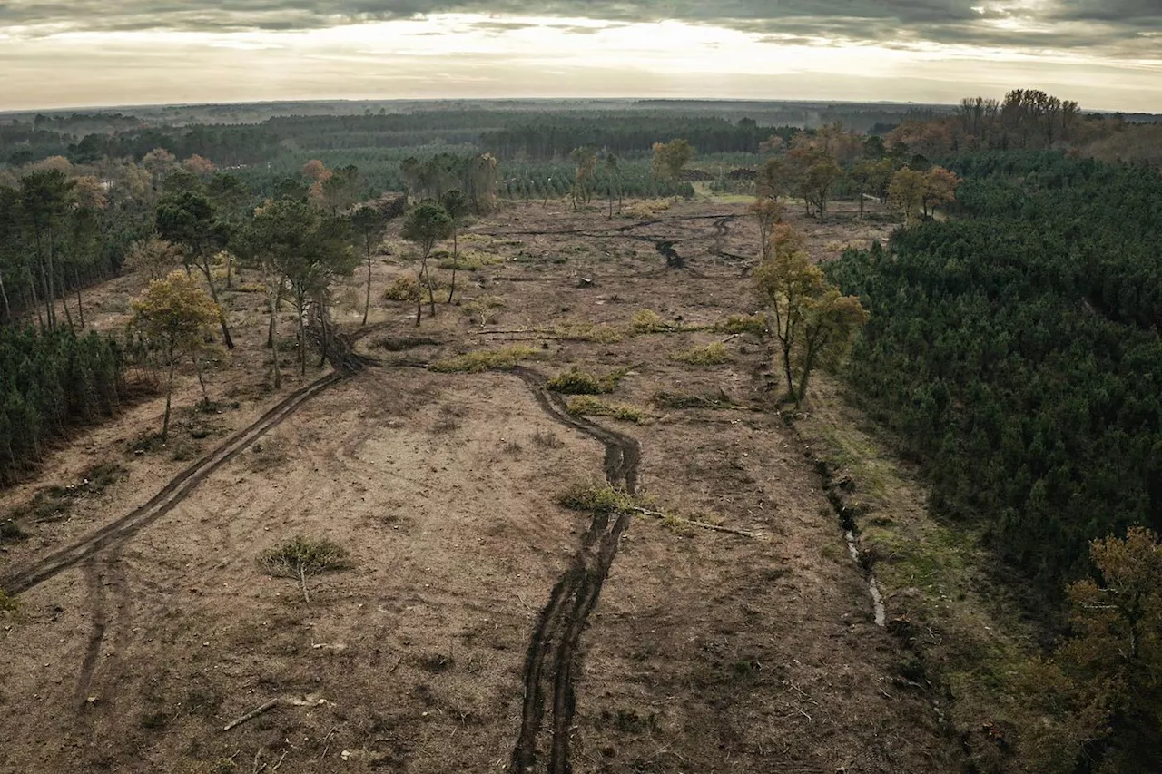 Trois initiatives pour préserver les arbres