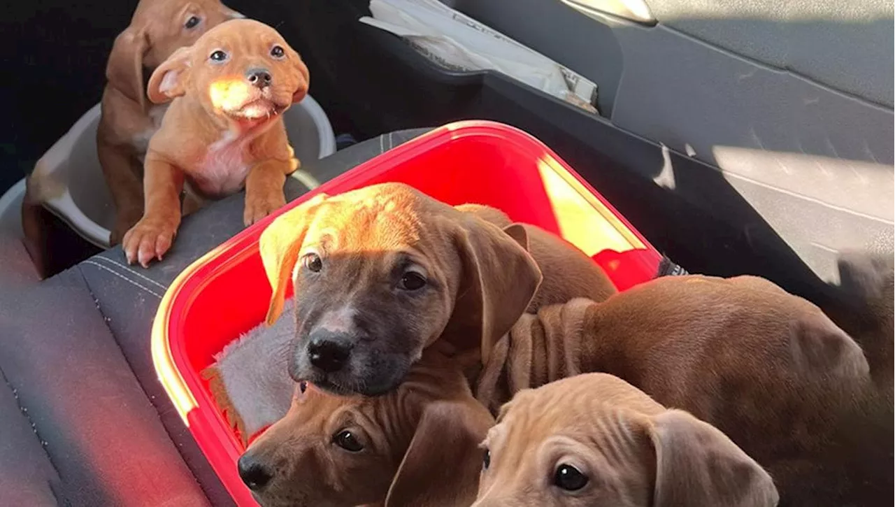 Scoprono cinque cuccioli di cane abbandonati in campagna a Moncalieri, in tre giorni vengono tutti adottati