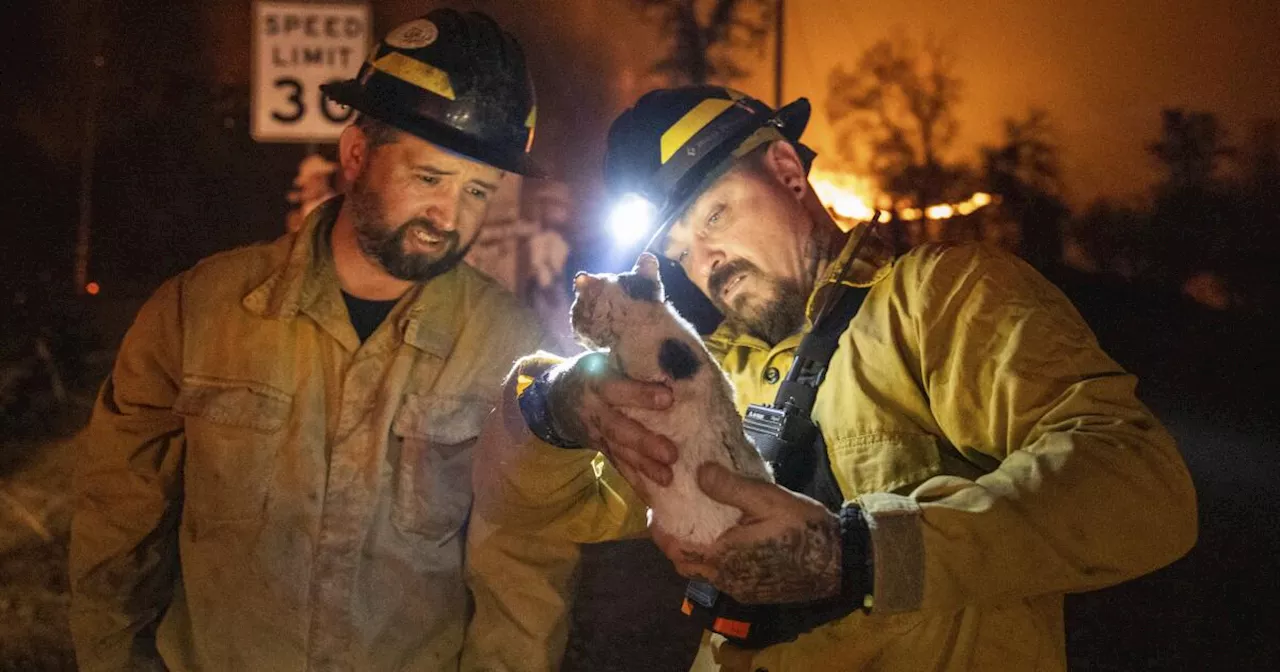 Private Firefighters Join Battle Against Wildfires in Los Angeles