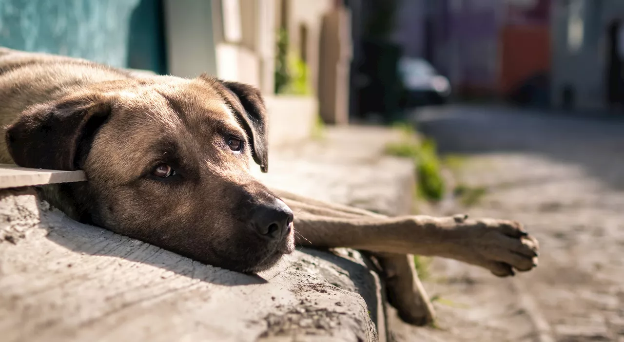 La Legge sui Cani Randagi in Turchia: Dibattito e Manifestazioni