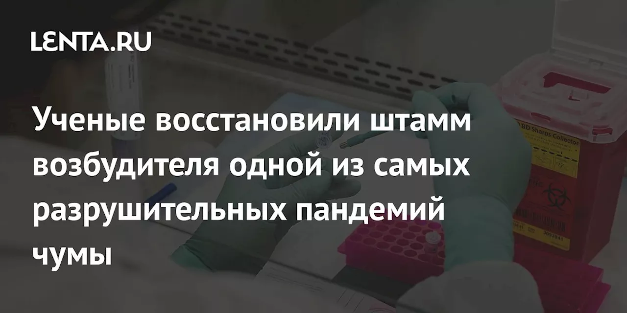 Ученые восстановили штамм возбудителя одной из самых разрушительных пандемий чумы