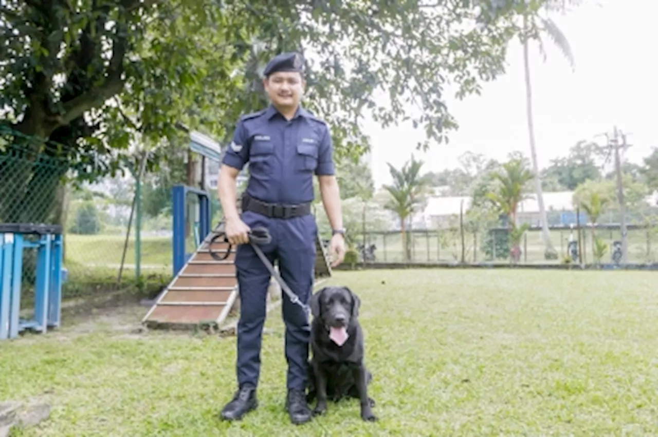 K9 Unit's Tech-Sniffing Labrador Helps Malaysian Police Crack Crimes