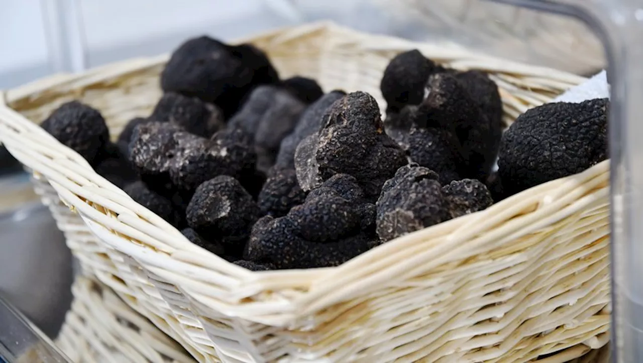 La fête de la truffe de Saint-Geniès-des-Mourgues célèbre son 19e édition