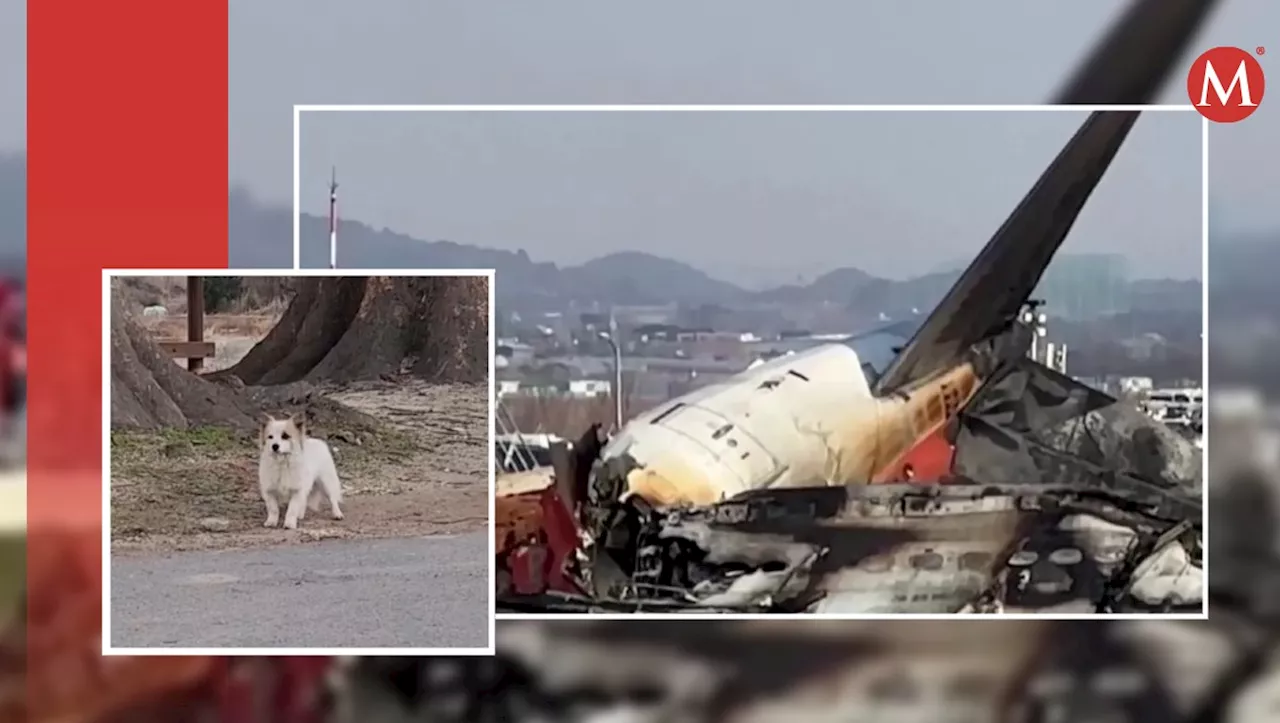 Perrito Huérfano Busca Nuevo Hogar Tras Tragedia Aeronáutica en Corea del Sur