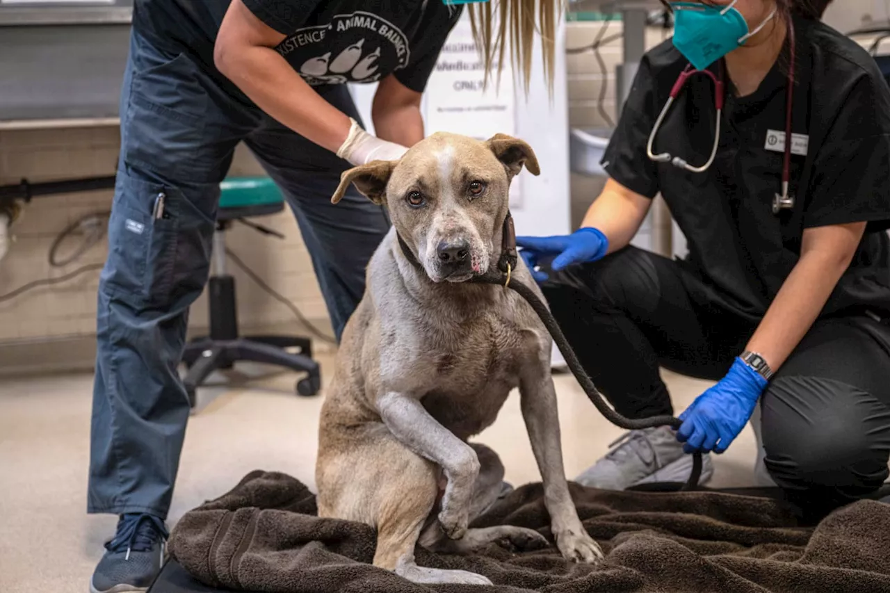 Wildfire Evacuations Lead to Surge in Animals Seeking Shelter