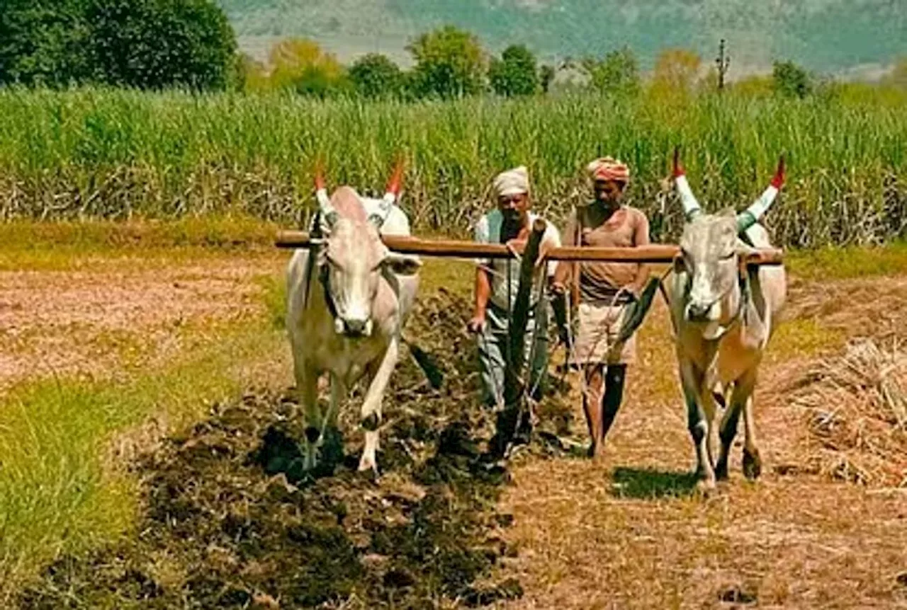 हरियाणा पशुधन बीमा योजना: किसानों के लिए अनमोल