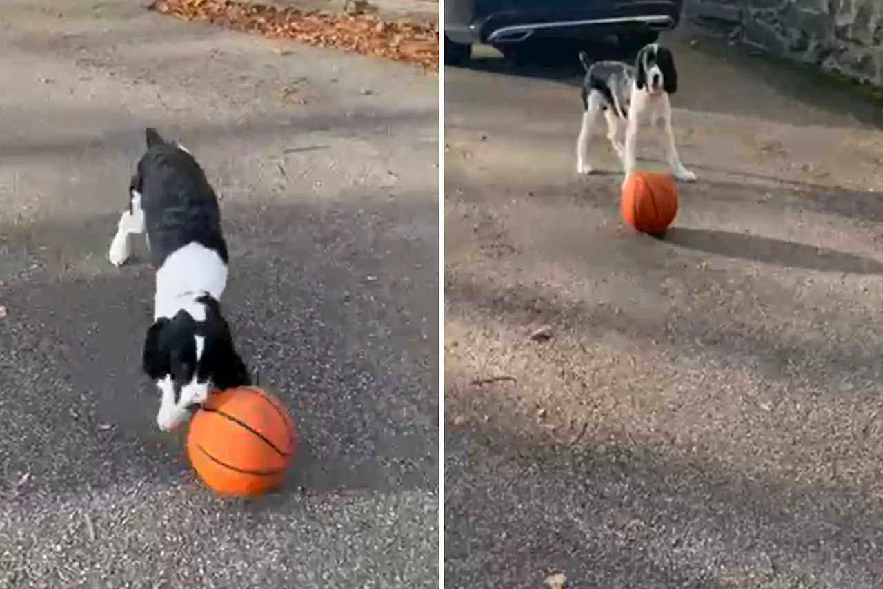 This Week's 'Pet of the Week' Is a Basketball-Playing Dog