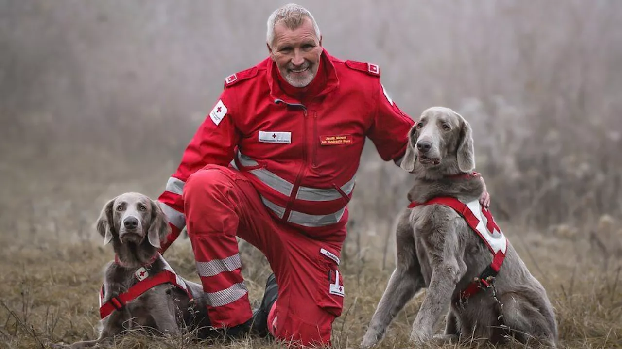 Suchhund spürte vermisste 83-Jährige im Bezirk Wiener Neustadt auf