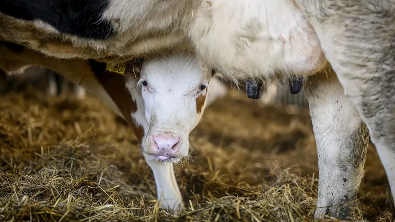 Kalverhouders mogen dieren niet meer afvoeren om Duitse MKZ-besmetting