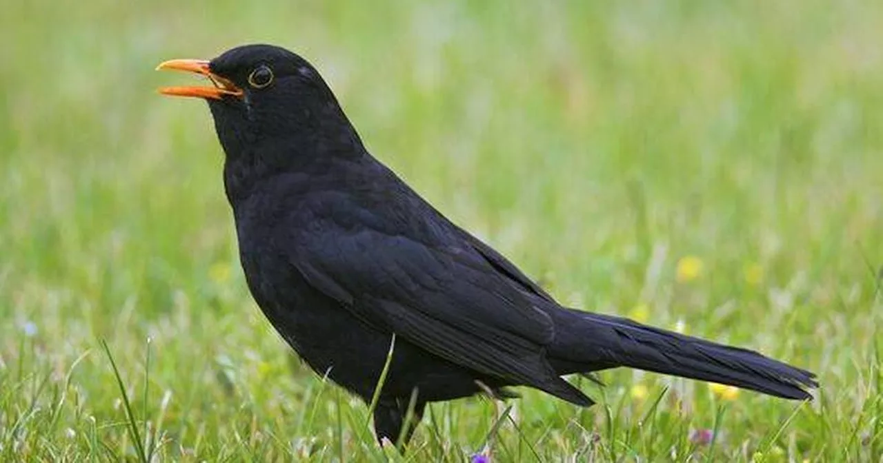 Blackbird Population Decline Linked to New Virus