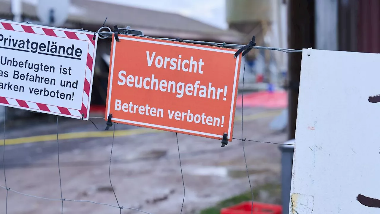 Sachsen: Maul- und Klauenseuche - Behörden in Sachsen wachsam