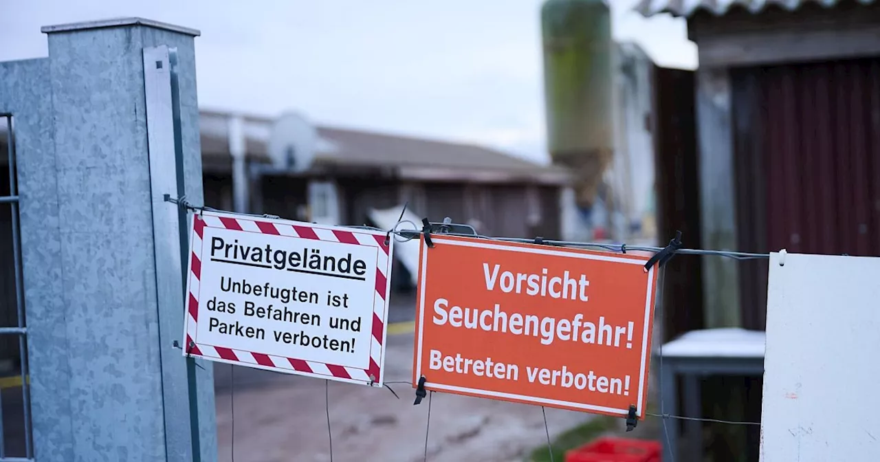 Maul- und Klauenseuche in Brandenburg: Behörden reagieren auf Virus-Ausbruch