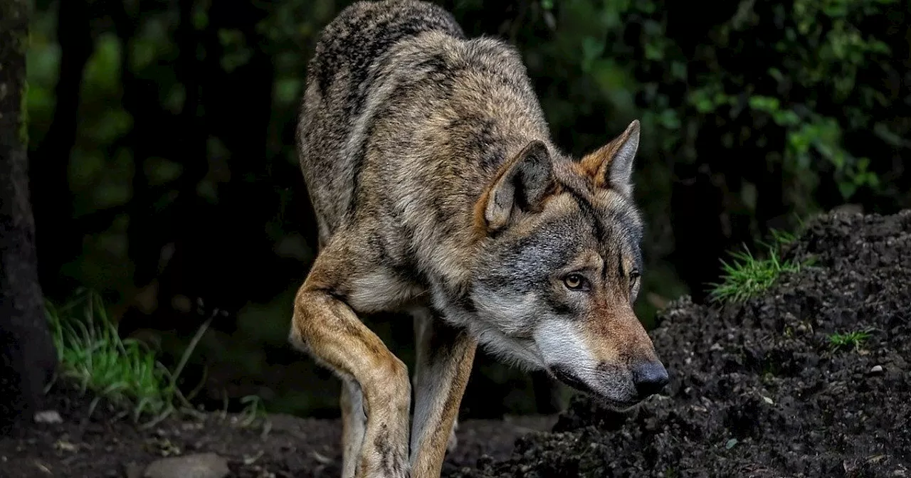 Wolf-Sichtung in Steinhagen sorgt für Aufregung