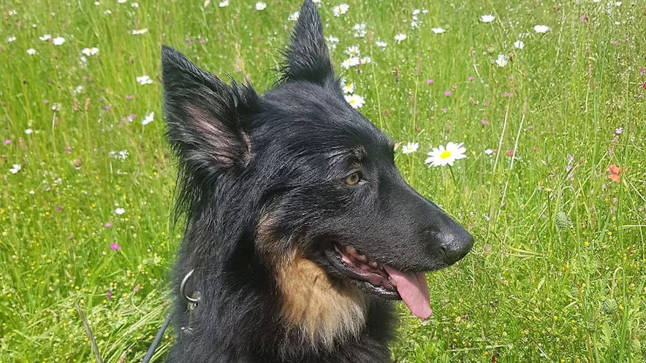 Hund sucht liebevolles Zuhause: Schicksalsschlag! Schon wieder braucht Cookie ein neues Zuhause