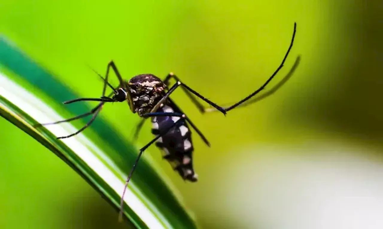 Estado de São Paulo Decreta Emergência por Dengue