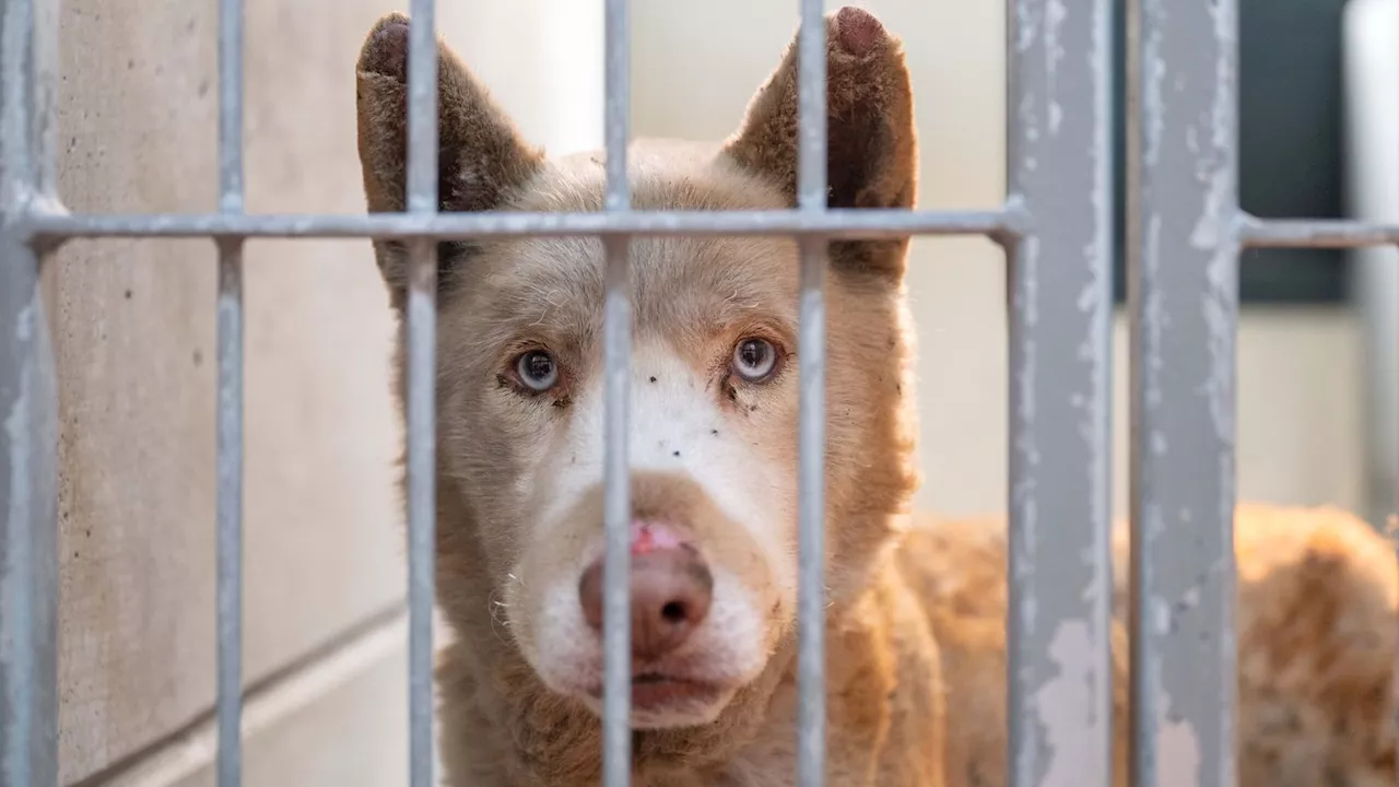 Los Angeles fire: Animal rescue groups open their doors to pets as owners flee the flames