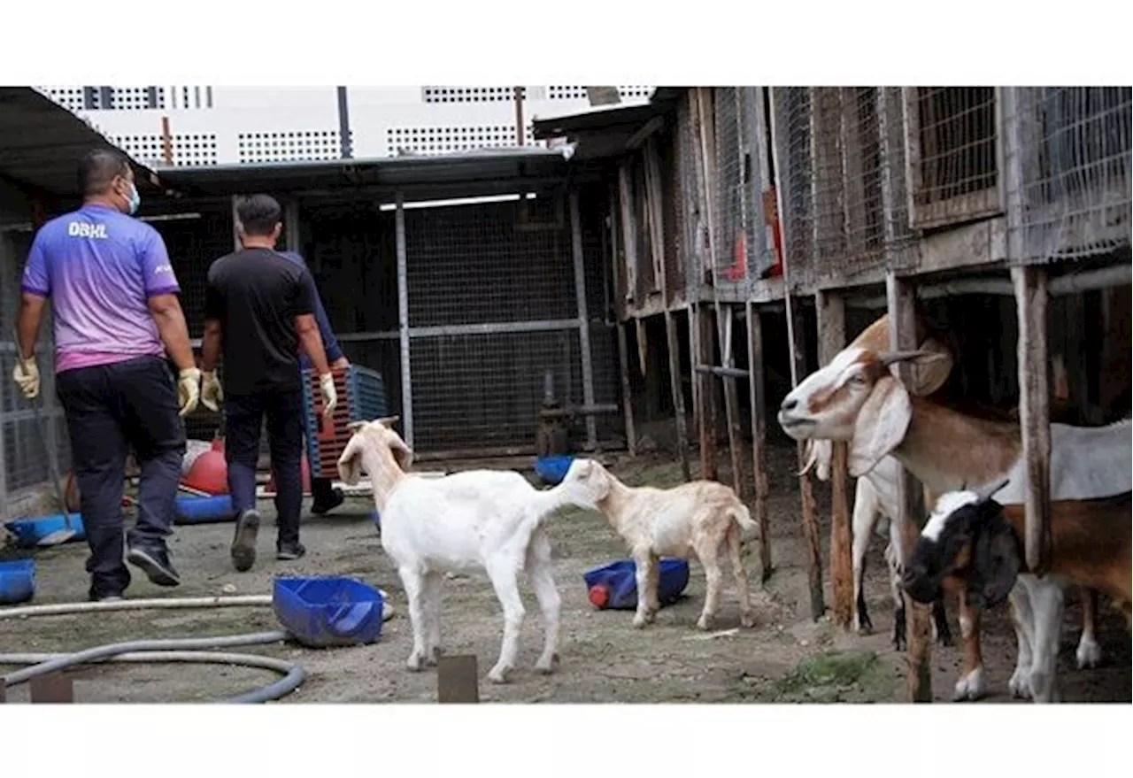 City Hall Demolishes Illegally Constructed Animal Enclosure in Kuala Lumpur