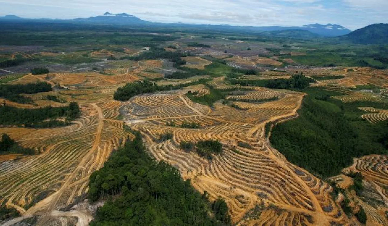 Guru Besar UGM dan KOBI Tegas Tolak Deforestasi untuk Perluasan Perkebunan Kelapa Sawit ala Prabowo