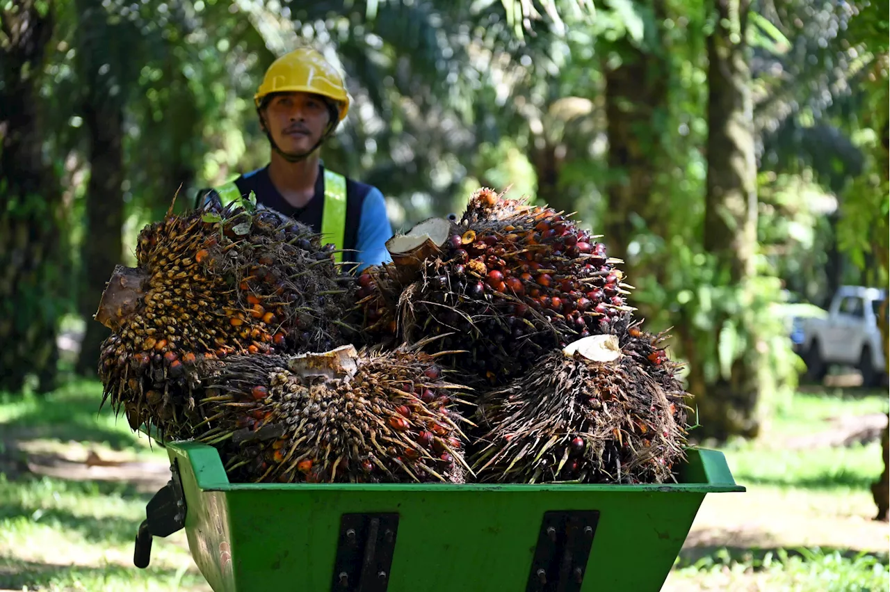 Malaysia sasar jadi pembekal minyak sawit terbesar di Pakistan, Asia Tengah