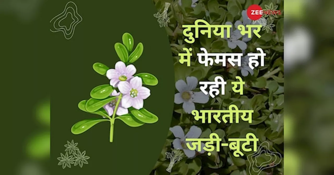 दिमाग तेज करने वाली ये भारतीय जड़ी-बूटी विदेशों में मचा रही धूम, जानें इसके 4 बड़े फायदे