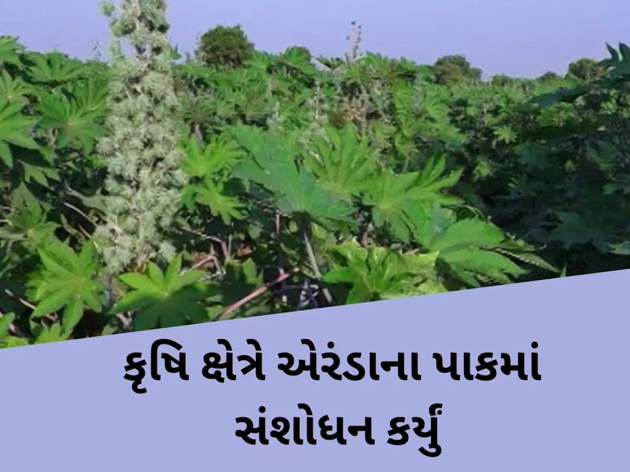 ઉત્તર ગુજરાતના ખેડૂતો માટે એક નવો આવિષ્કાર! એરંડાના પાકમાં કરાયું નવું સંશોધન, પાક થઈ જશે ડબલ