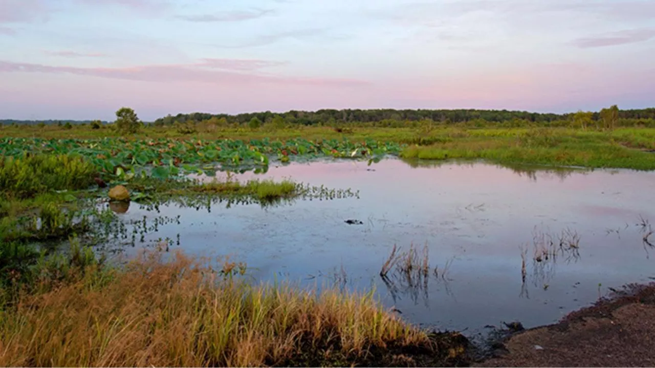 Pilot Killed, Passenger Rescued After Plane Crash in Croc-Infested Waters