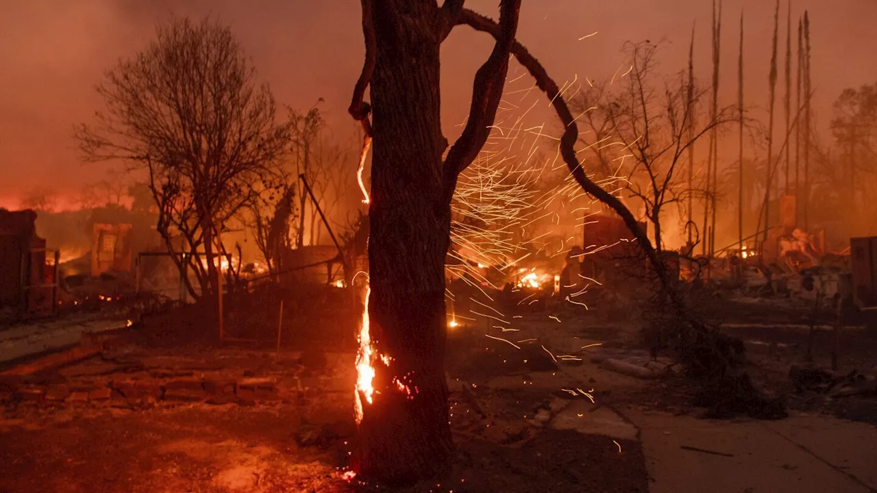 LA Fires Devastate City's Hard-Won Tree Canopy