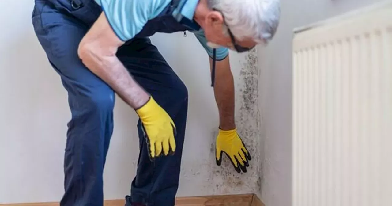 German Hack To Get Rid Of Damp And Mould