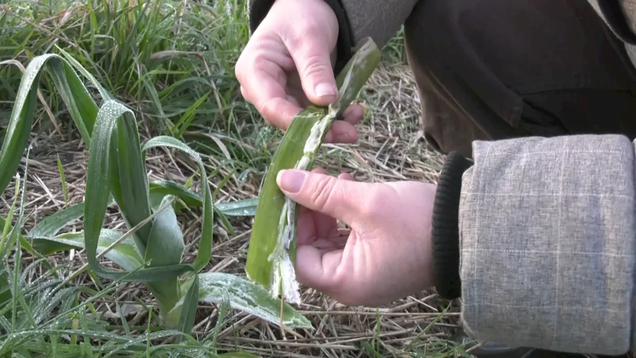 Le Gel Menacer les Cultures Normandes